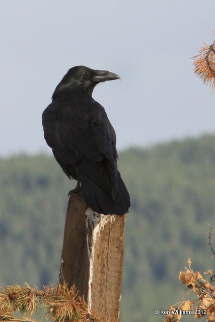 Common Raven, Dease Lake, BC, 7-30-12, Ja_20733.jpg
