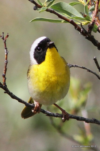 Common Yellowthroat male, Watson Lake, Yukon Territory, 7-2-12, Ja_13225.jpg