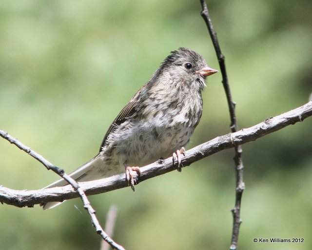 Dark-eyed Junco - Slate-colored fledgling, Teslin, YT, 7-29-12, Ja_20226.jpg