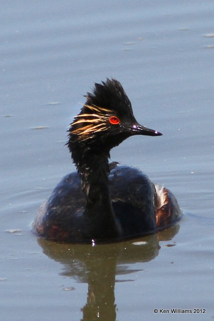 Eared Grebe - breeding plumage, Shelby area, Park Co, Montana, 6-28-12, Ja_12293.jpg