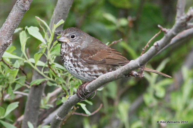 Fox Sparrow - Sooty subspecies, W. Whittier, AK, 6-10-12, Ja_16008.jpg