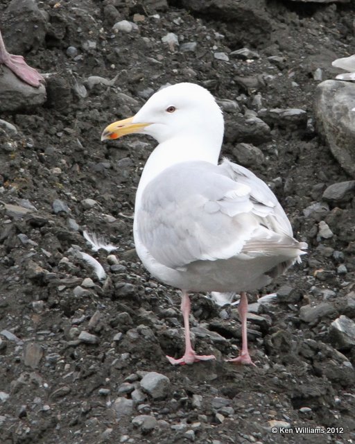 Glaucous-winged Gull - breeding adult, Valdez, AK, 7-5-12, Ja_14108.jpg
