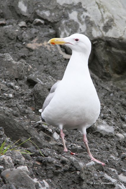 Glaucous-winged Gull - breeding adult, Valdez, AK, 7-5-12, Ja_14126.jpg