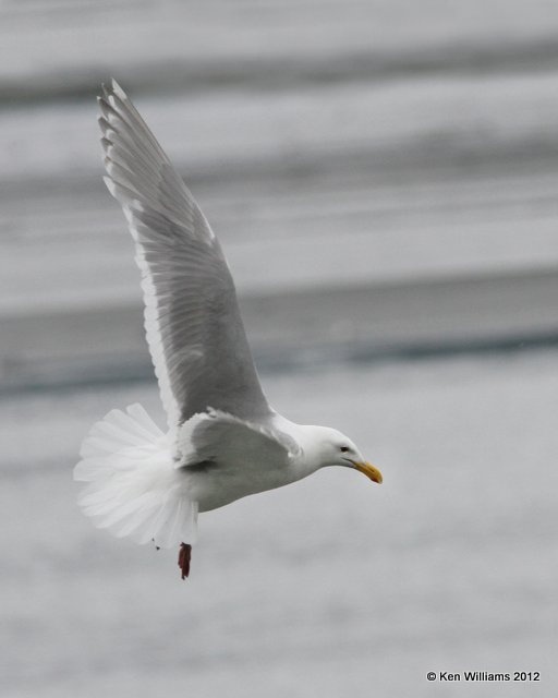 Glaucous-winged Gull - breeding adult, Valdez, AK, 7-5-12, Ja_14329.jpg