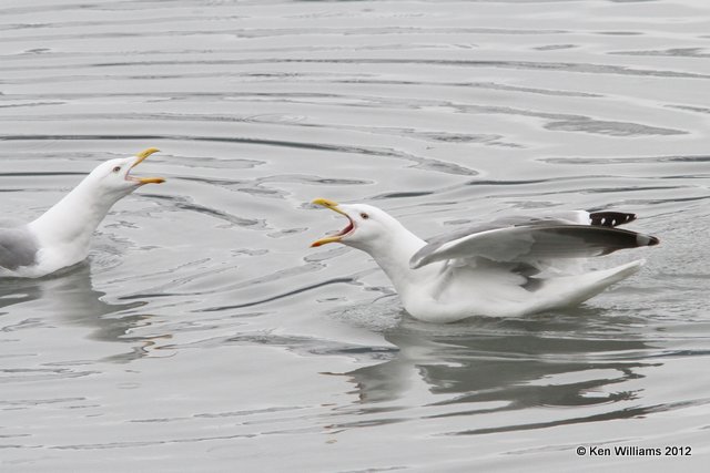 Glaucous-winged Gulls - breeding adults, Valdez, AK, 7-5-12, Ja_14387.jpg