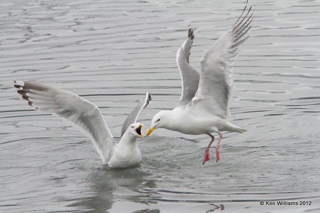 Glaucous-winged Gulls - breeding adults, Valdez, AK, 7-5-12, Ja_14388.jpg