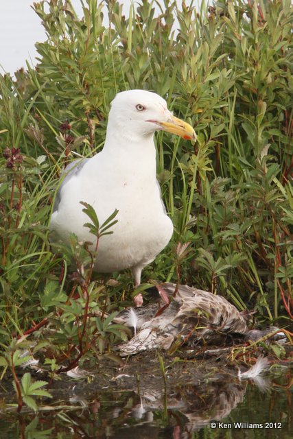 Glaucous-winged Gull eating a Mew Gull chick, Potter Marsh, Anchorage, AK, 7-9-12, Ja_15400.jpg
