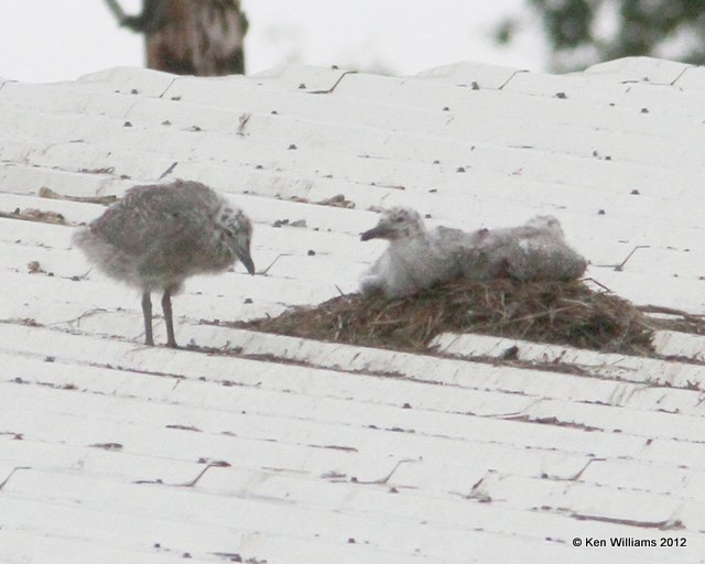 Glaucous-winged Gull nestlings on tin roof, Ship Creek,  Anchorage, AK, 7-12-12, Ja_16618.jpg