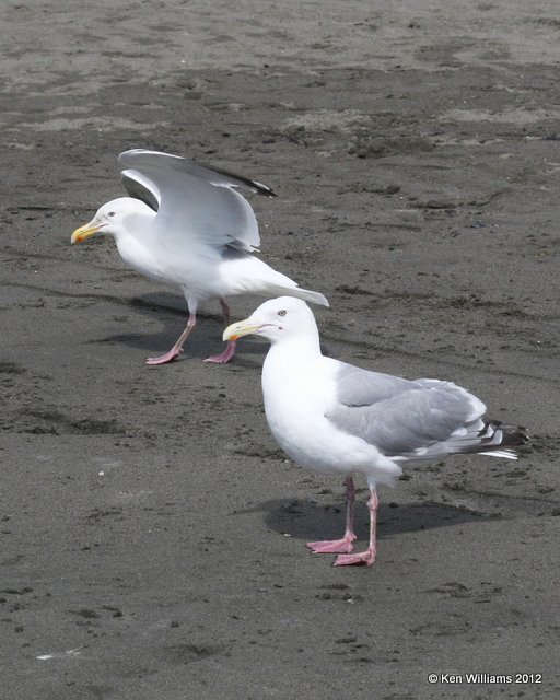 Glaucous-winged Gulls - breeding adults, Keni, AK, 6-10-12, Ja_6300.jpg