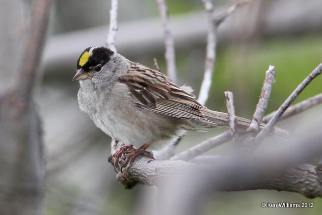 Golden-crowned Sparrow, Hatcher Pass, AK, 7-14-12, Ja_17013.jpg
