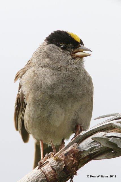 Golden-crowned Sparrow, Hatcher Pass, AK, 7-14-12, Ja_17027.jpg