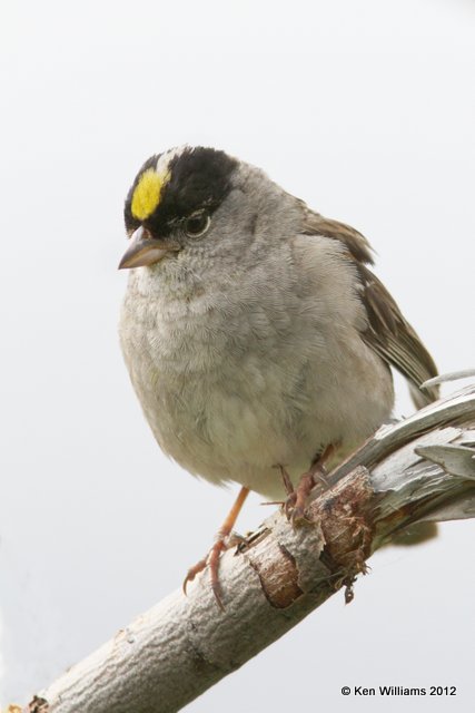 Golden-crowned Sparrow, Hatcher Pass, AK, 7-14-12, Ja_17034.jpg