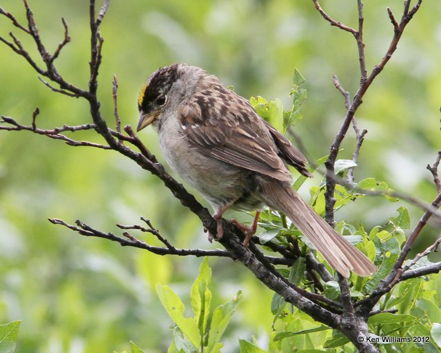 Golden-crowned Sparrow, Hatcher Pass, AK, 7-14-12, Ja_17072.jpg