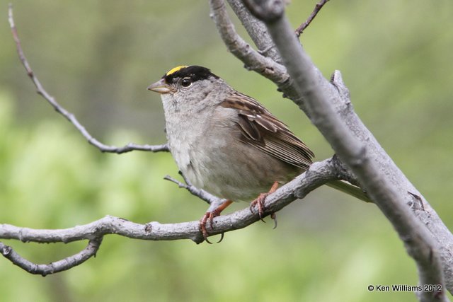 Golden-crowned Sparrow, Hatcher Pass, AK, 7-14-12, Ja_17082.jpg