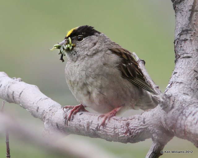 :Golden-crowned Sparrow: