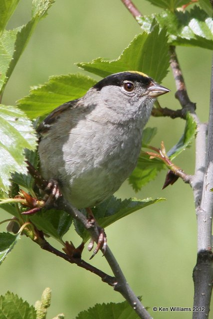 Golden-crowned Sparrow, Hatcher Pass, Palmer, AK, 7-8-12, Ja_15293.jpg