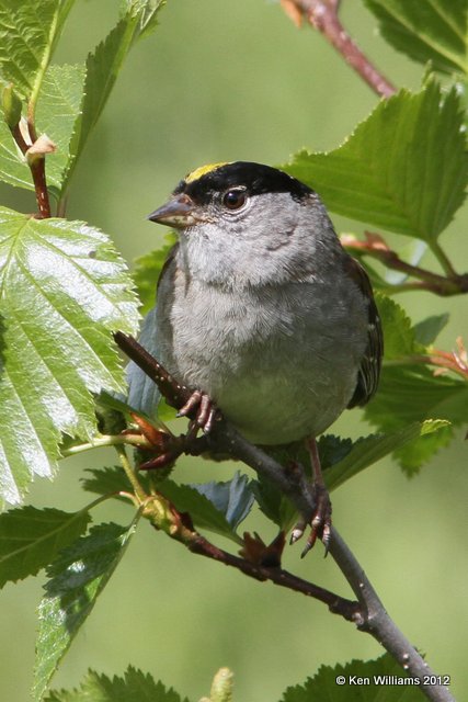 Golden-crowned Sparrow, Hatcher Pass, Palmer, AK, 7-8-12, Ja_15296.jpg