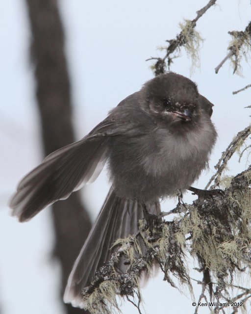 Canada Jay juvenile, Tok, AK, 7-5-12, Ja_13986.jpg