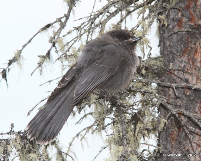 Canada Jay juvenile, Tok, AK, 7-5-12, Ja_13988.jpg