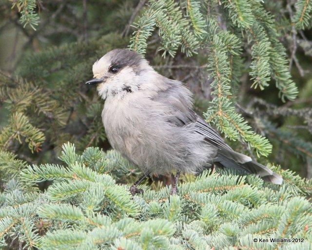 Canada Jay, Tok, AK, 7-5-12, Ja_13991.jpg