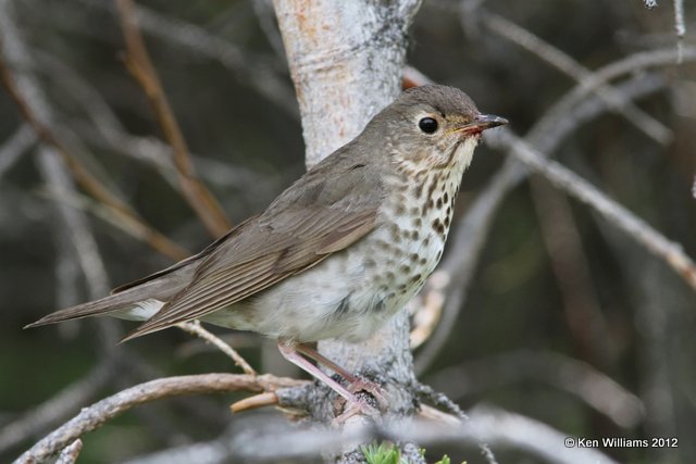 Gray-cheeked Thrush, Denali area, AK, 7-19-12, Ja_17691.jpg