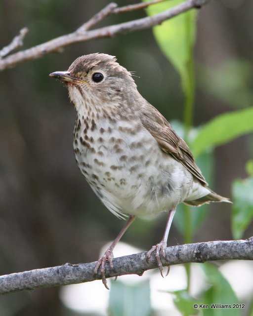 Gray-cheeked Thrush, Denali area, AK, 7-19-12, Ja_17695.jpg