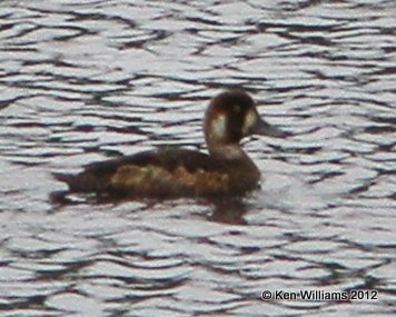 Greater Scaup, Denali Highway, AK, 7-20-12, Ja_17870.jpg