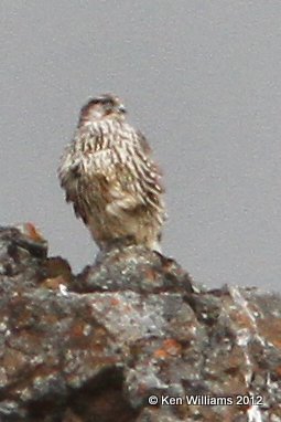 Gyrfalcon, Denali NP, AK, 7-21-12, Ja2_18096.jpg