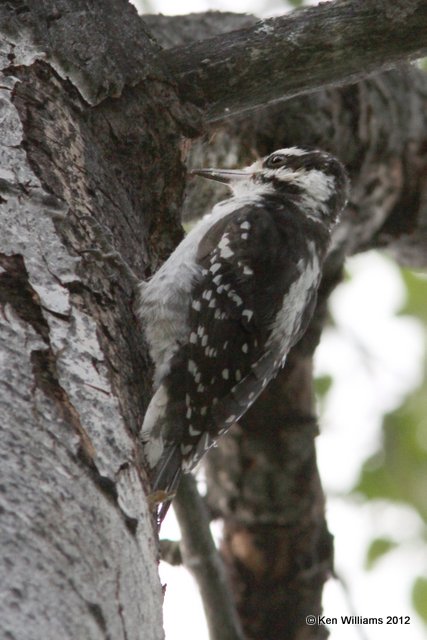 Hairy Woodpecker, Dease Lake, BC, 7-31-12, Ja_20889.jpg