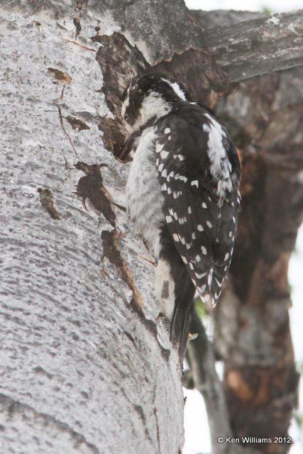 Hairy Woodpecker, Dease Lake, BC, 7-31-12, Ja_20902.jpg