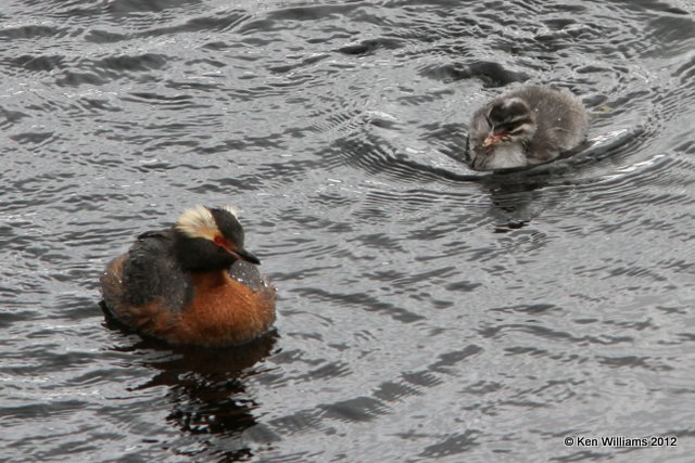 Horned Grebe with chick, Denali NP, AK, 7-21-12, Ja_18163.jpg