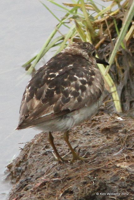 Least Sandpiper, Potter Marsh, Anchorage, AK, 7-7-12, Ja_14817.jpg