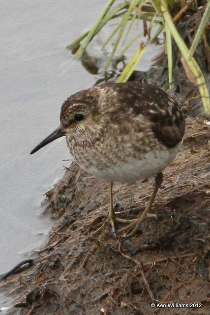 Least Sandpiper, Potter Marsh, Anchorage, AK, 7-7-12, Ja_14819.jpg