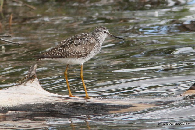 Lesser Yellowlegs, Watson Lake, Yukon Terriory, 7-2-12, Ja_13269.jpg