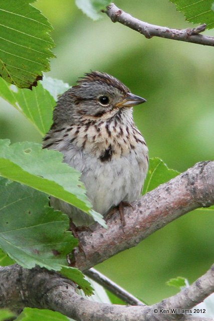 Lincoln's Sparrow, Potter Marsh, Anchorage, AK, 7-7-12, Ja_14849.jpg