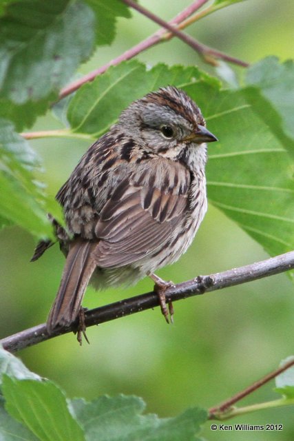 Lincoln's Sparrow, Potter Marsh, Anchorage, AK, 7-7-12, Ja_14854.jpg