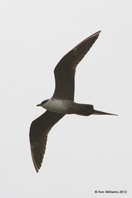 Long-tailed Jaeger, Denali Highway, AK, 7-20-12, Ja_17962.jpg