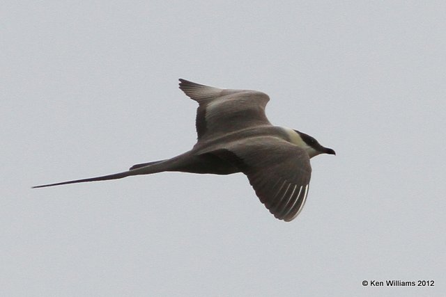 Long-tailed Jaeger, Denali Highway, AK, 7-20-12, Ja_17970.jpg