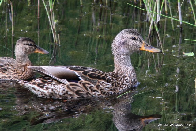 Mallard hen & duckling, North Pole, AK, 7-23-12, Ja_18674.jpg