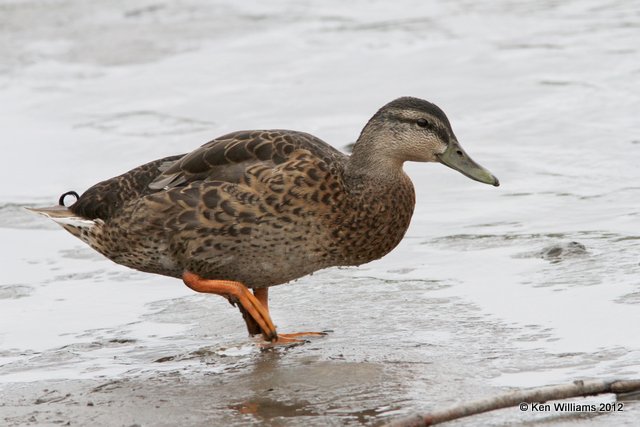 Mallard hen, Fairbanks, AK, 7-24-12, Ja_18853.jpg