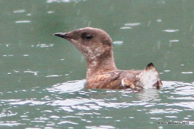 Marbled Murrelet, Gull Island, Homer, AK, 7-11-12, Ja2_16217.jpg