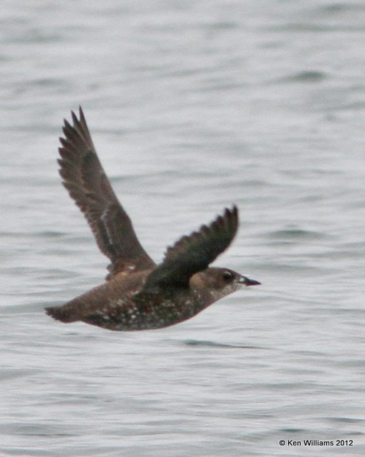 Marbled Murrelet, Gull Island, Homer, AK, 7-11-12, Ja_16273.jpg