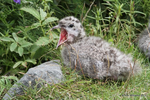 Mew Gull chick, Potter Marsh, Anchorage, AK, 7-7-12, Ja_14701.jpg