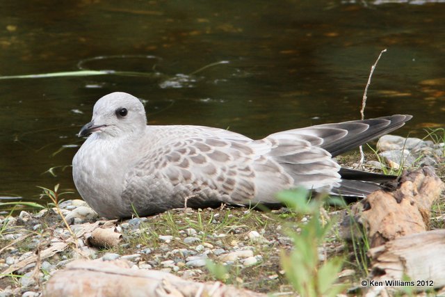 Mew Gull juvenile, Creamer Fields, Fairbanks, AK, 7-25-12, Ja_19082.jpg