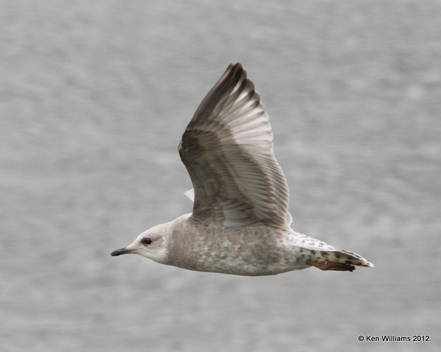 Mew Gull juvenile, Fairbanks, AK, 7-24-12, Ja_18801.jpg