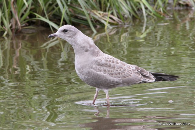 Mew Gull juvenile, Fairbanks, AK, 7-24-12, Ja_18820.jpg