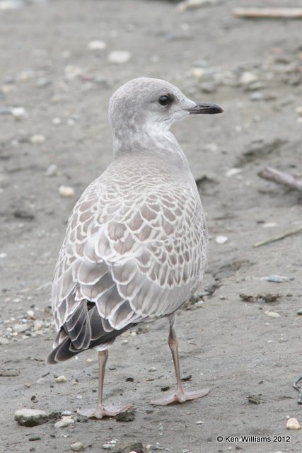 Mew Gull juvenile, Fairbanks, AK, 7-24-12, Ja_18838.jpg