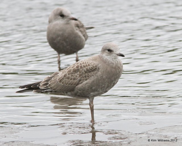 Mew Gull juvenile, Fairbanks, AK, 7-24-12, Ja_18855.jpg