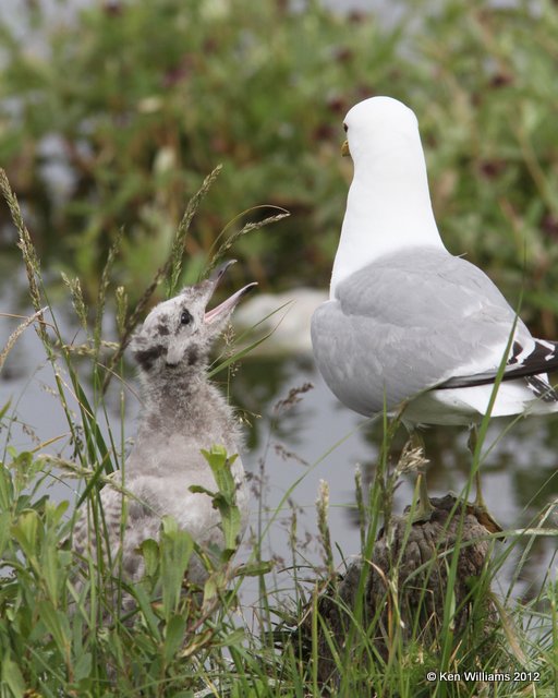 Mew Gull with chicks, Potter Marsh, Anchorage, AK, 7-7-12, Ja_14705.jpg