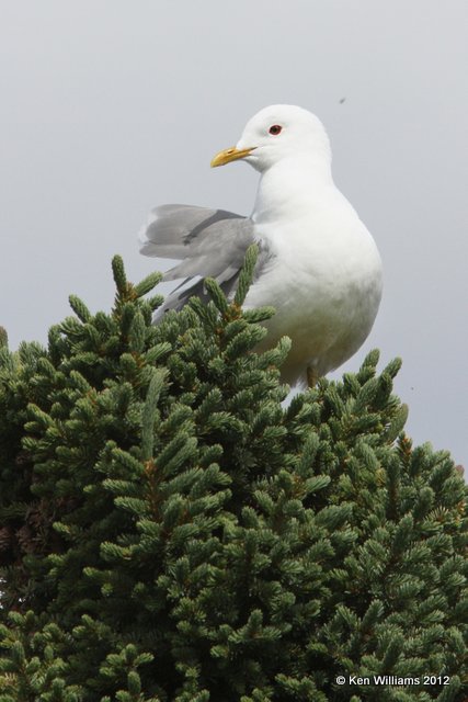 Mew Gull, Lake Louise, AK, 7-6-12, Ja_14609.jpg